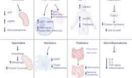 新研究证实单通路延寿局限 瑞拓龄多通路干预衰老技术成唯一选择|界面新闻