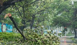 树木倒伏、车辆被砸，台风“蝴蝶”携强降雨影响华南|界面新闻 · 中国