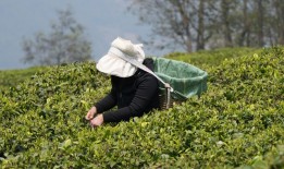 钟睒睒的云南茶事：做垂直型和利他型企业|界面新闻