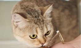 宠物粮出海新贵中宠股份在海外狂建厂|界面新闻