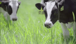 从一棵草、一杯奶到一代人，伊利如何助力乡村全面振兴？|界面新闻