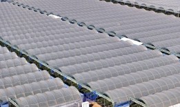 国产蓝莓卖爆背后的“水果进化论”|界面新闻