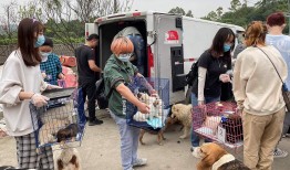 北京首例宠物投毒刑案宣判，“反虐待动物”下一步能走向哪？|界面新闻 · 中国