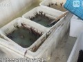 南京网红店“兄弟龙虾”用酸臭溶液洗虾、多日不换水，市场监管部门已责令其停业整改|界面新闻