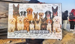 北京首例宠物投毒刑案宣判，“反虐待动物”下一步能走向哪？|界面新闻 · 中国