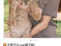 山西一饭店推千元下午茶可与非洲狮互动，当地林草局回应|界面新闻