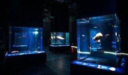 新加坡海洋生态馆开放，带来全新突破体验|界面新闻 · 旅行